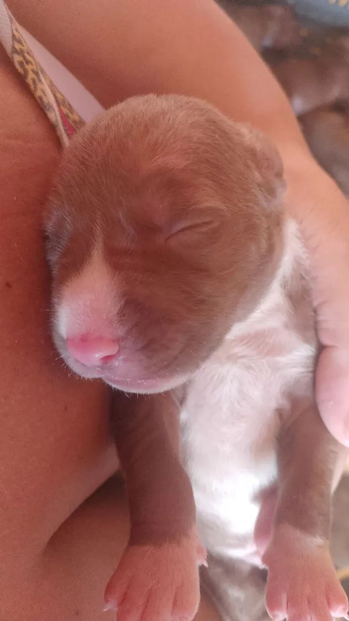 Animais de estimação  - Foto 2