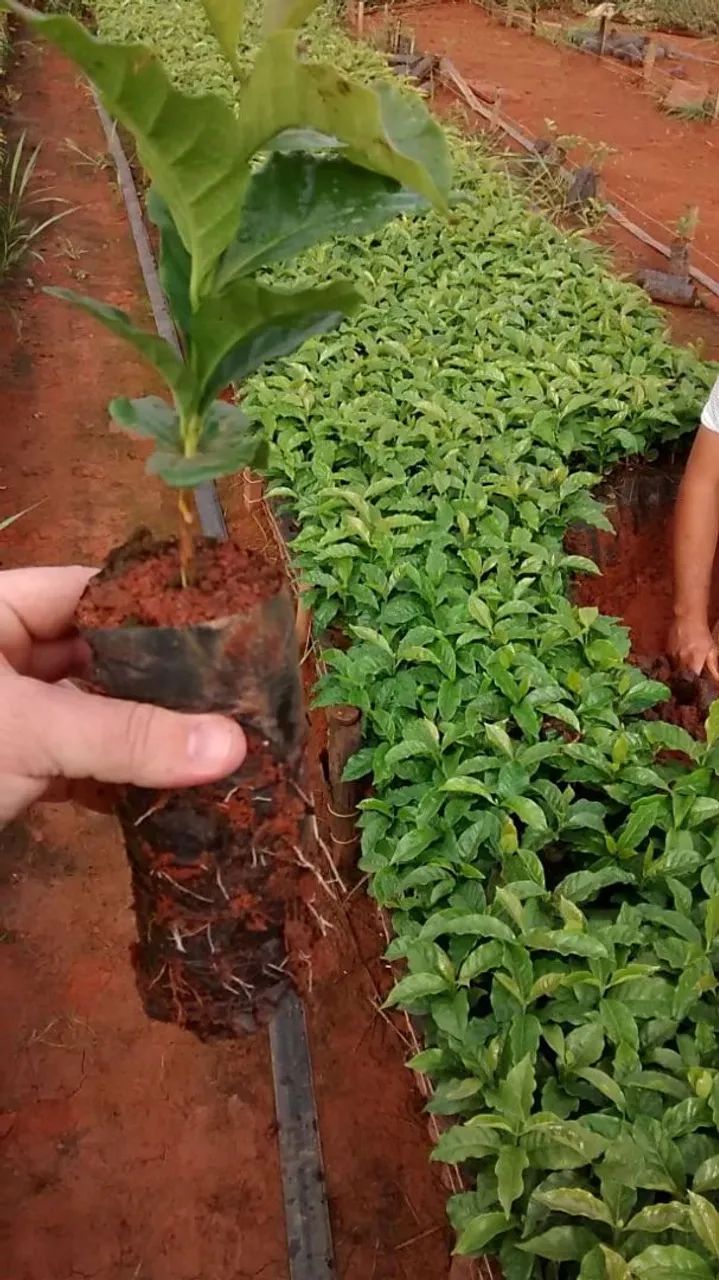 Mudas de café arábica 