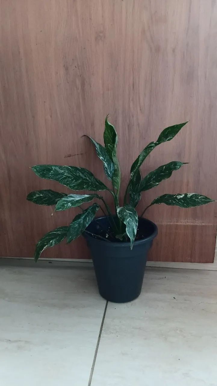 Plantas de vasos  - Foto 2