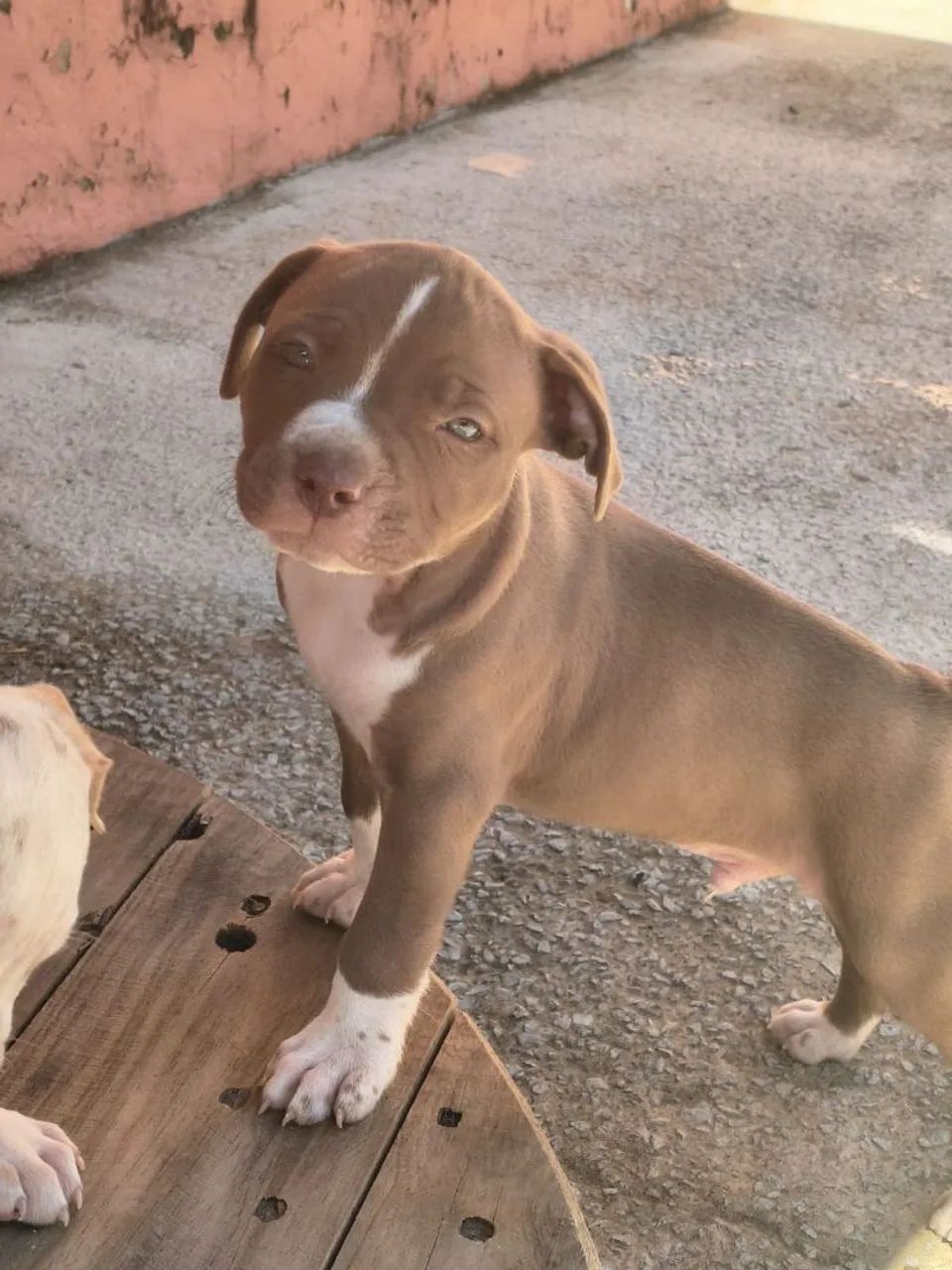 Pitbull  - Foto 2