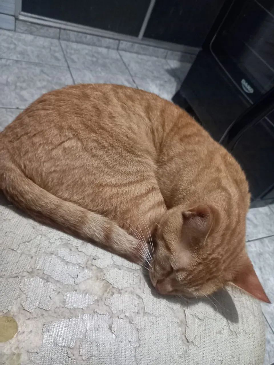 Gato castrado macho - Foto 2