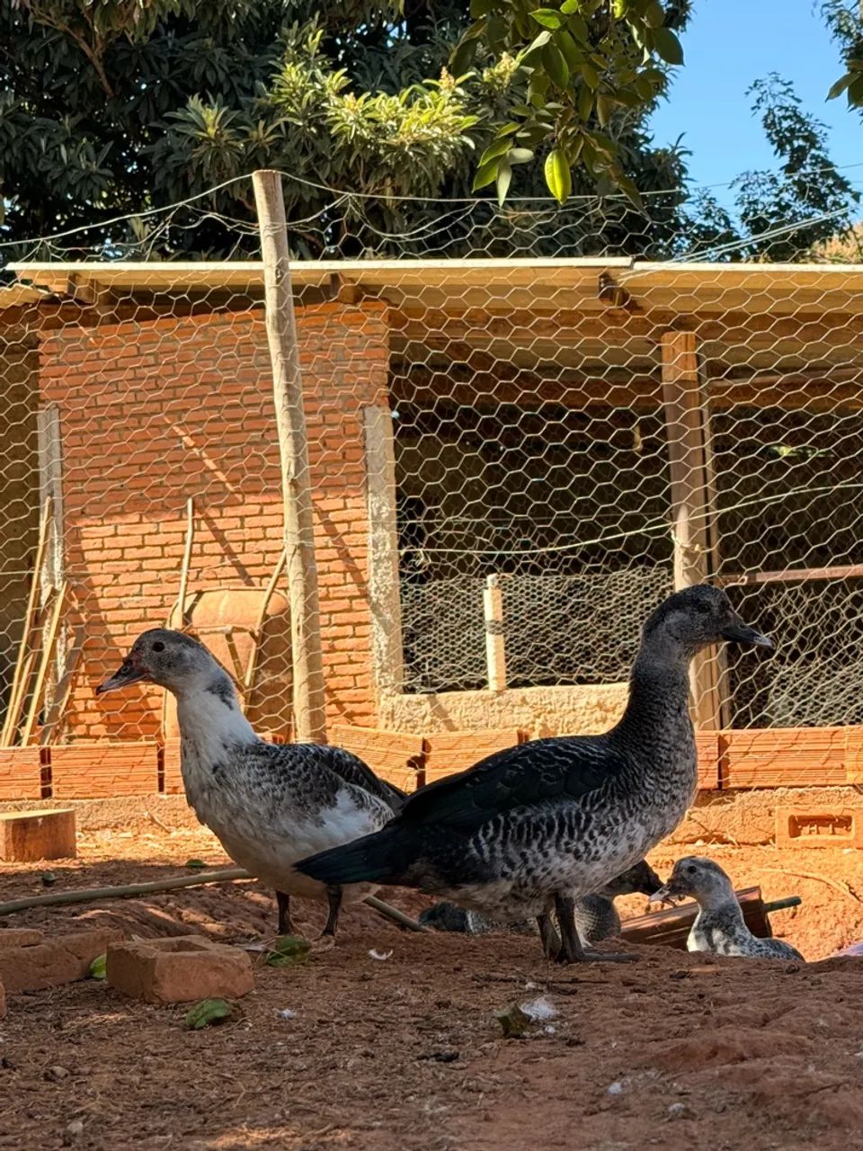 Pato - Foto 3