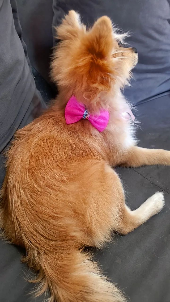 Spitz alemão  - Foto 4