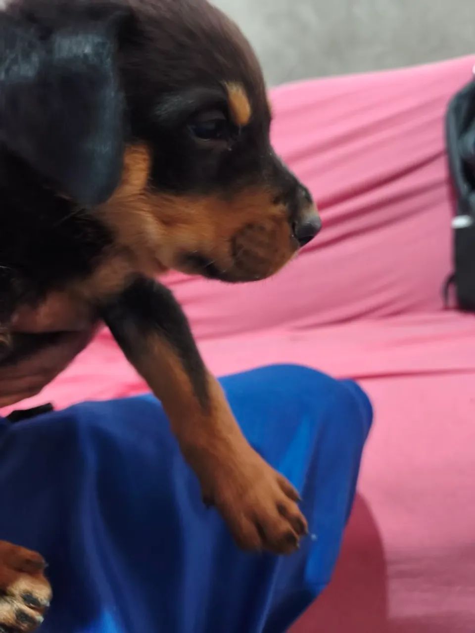 Filhotes de Rotweiller Macho  - Foto 4