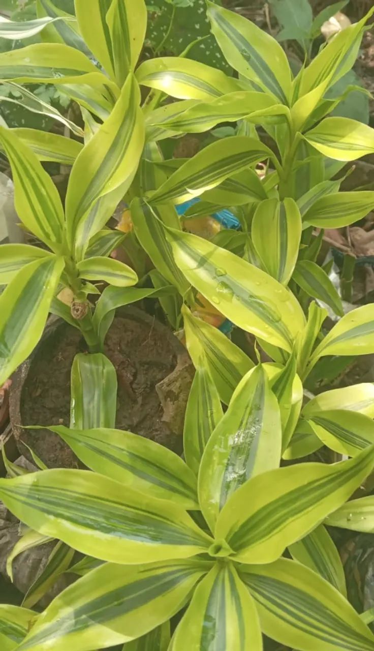  plantas ornamentais - Foto 4
