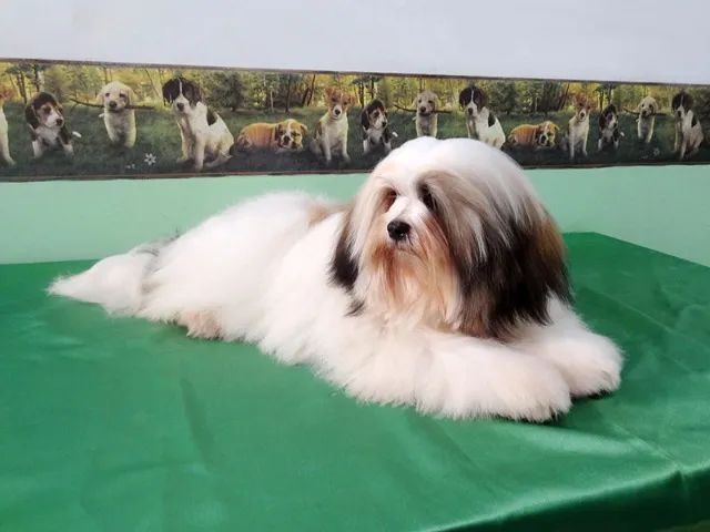 Lhasa Apso - Filhote para Reserva e Entrega em Março. Parcelamos em 10x! - Foto 6