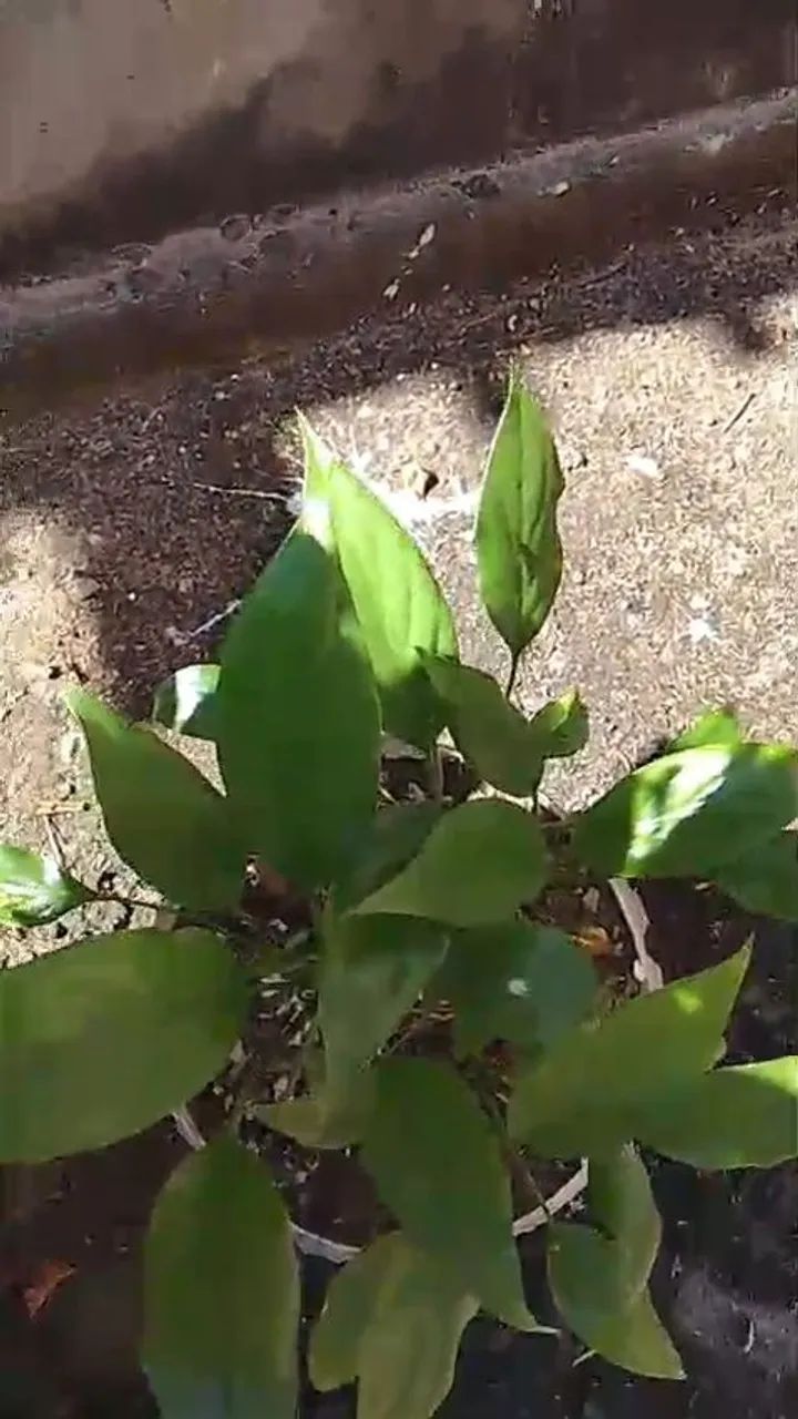 Plantas diversas  - Foto 5