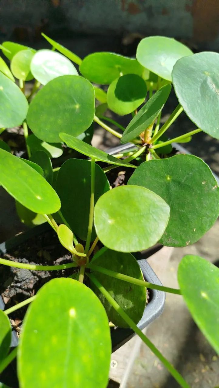 Pilea - Foto 3