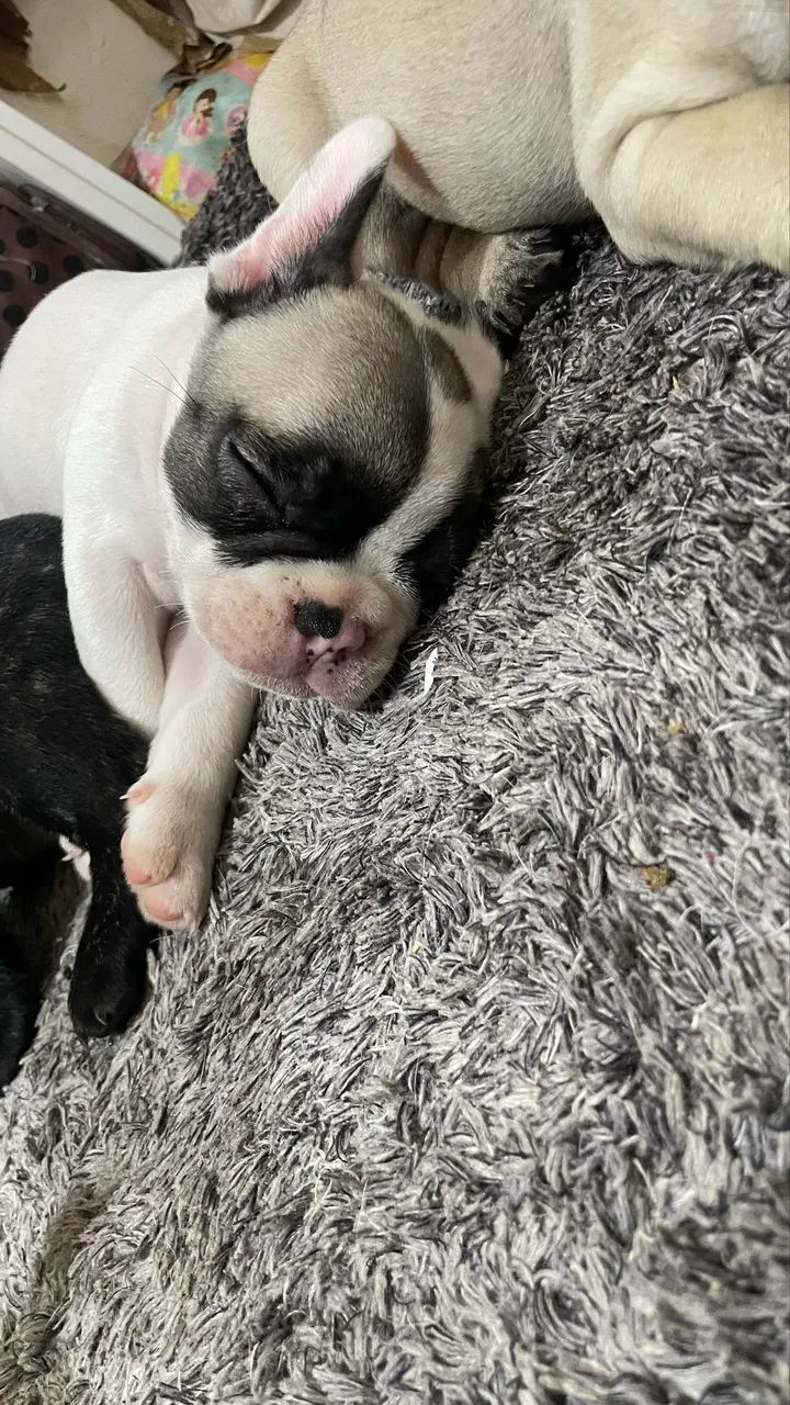 Bulldog francês  - Foto 4