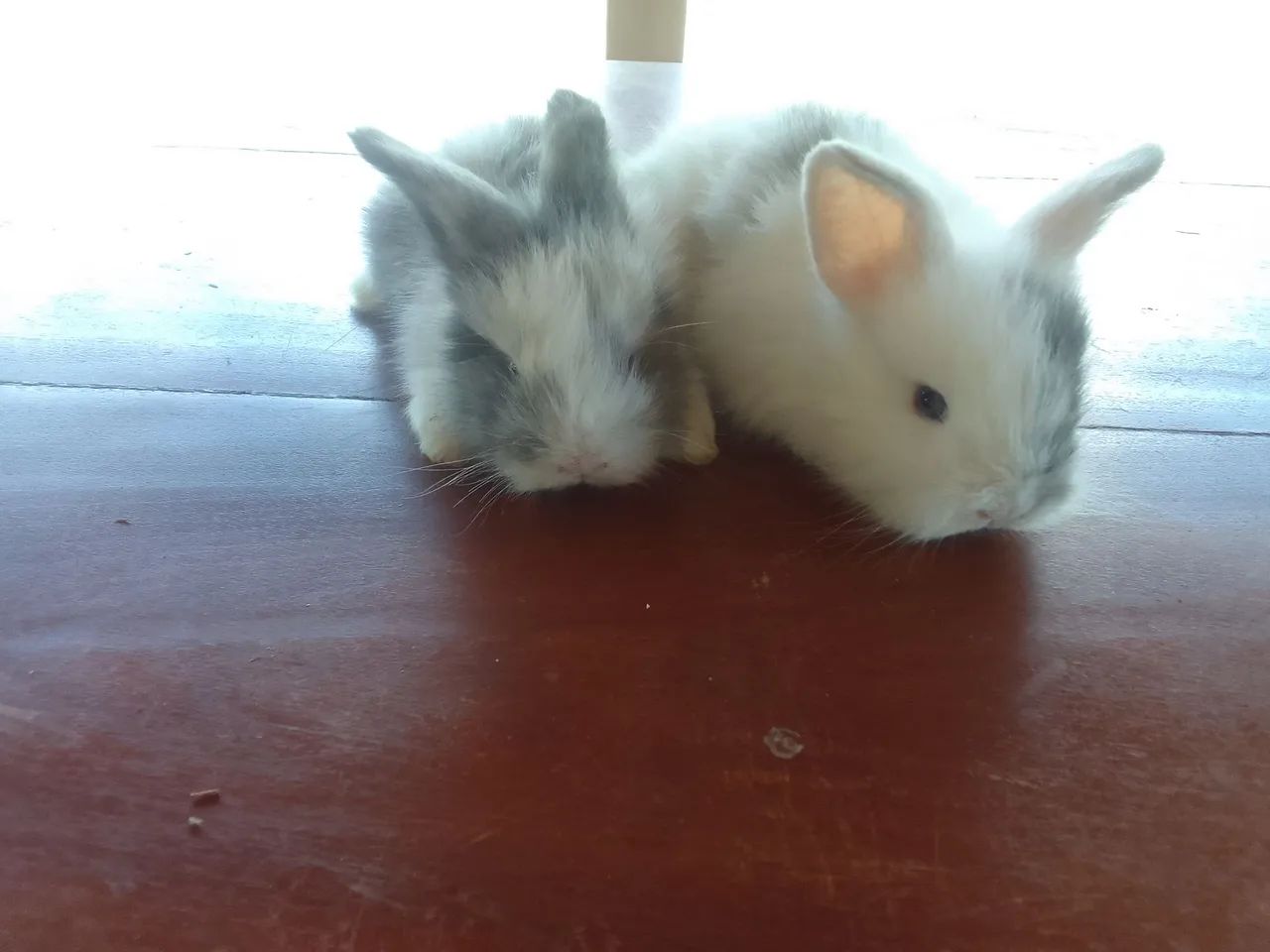 Mini coelho  - Foto 2