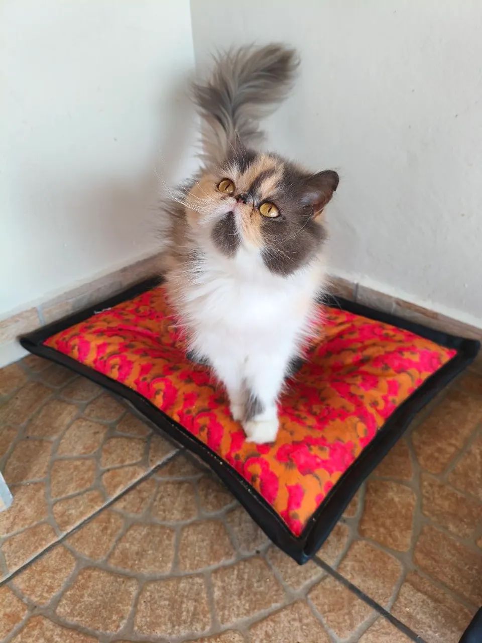 GATA PERSA TOPSHOW - Fêmea Tricolor  - Foto 4