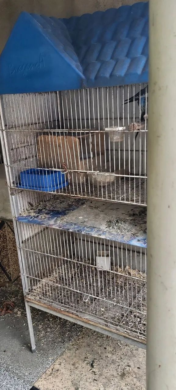 Viveiro duplo para criação  mais um casal jovem já produzindo 