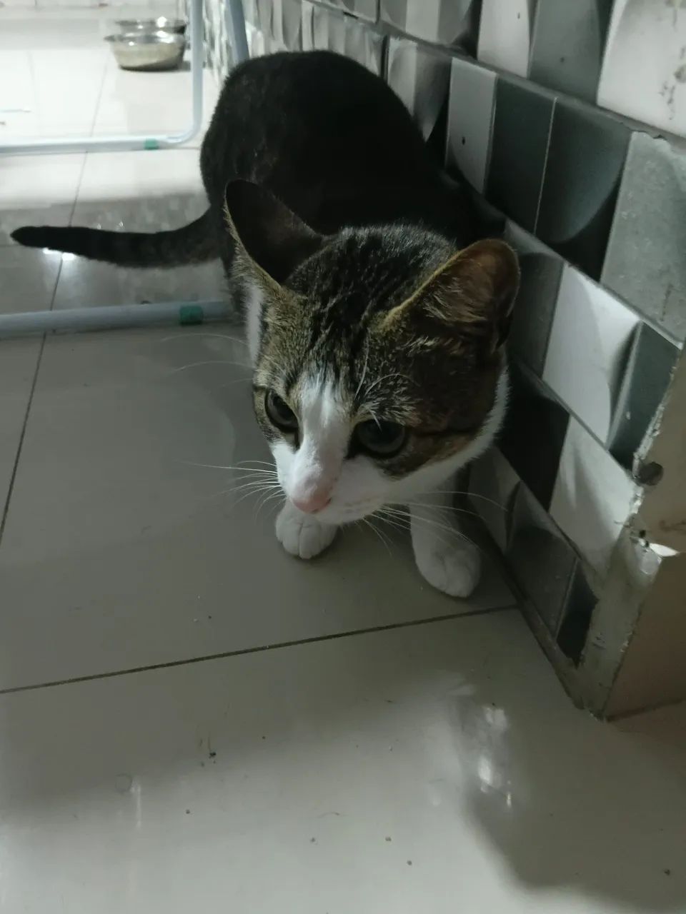 Gata fêmea rajada