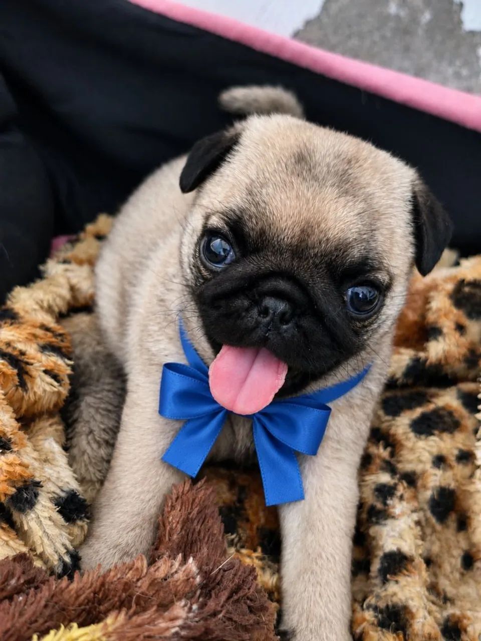 Pug macho 
