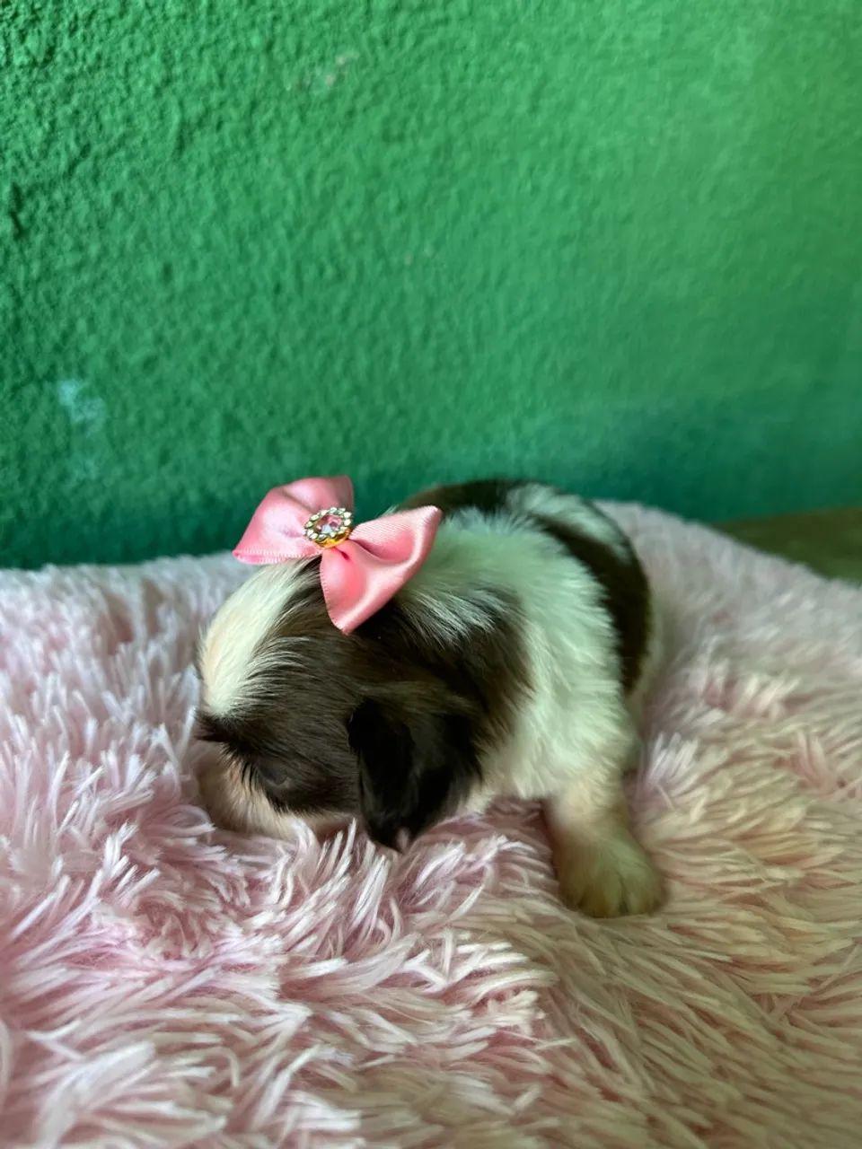Filhotes de shihtzu  - Foto 2