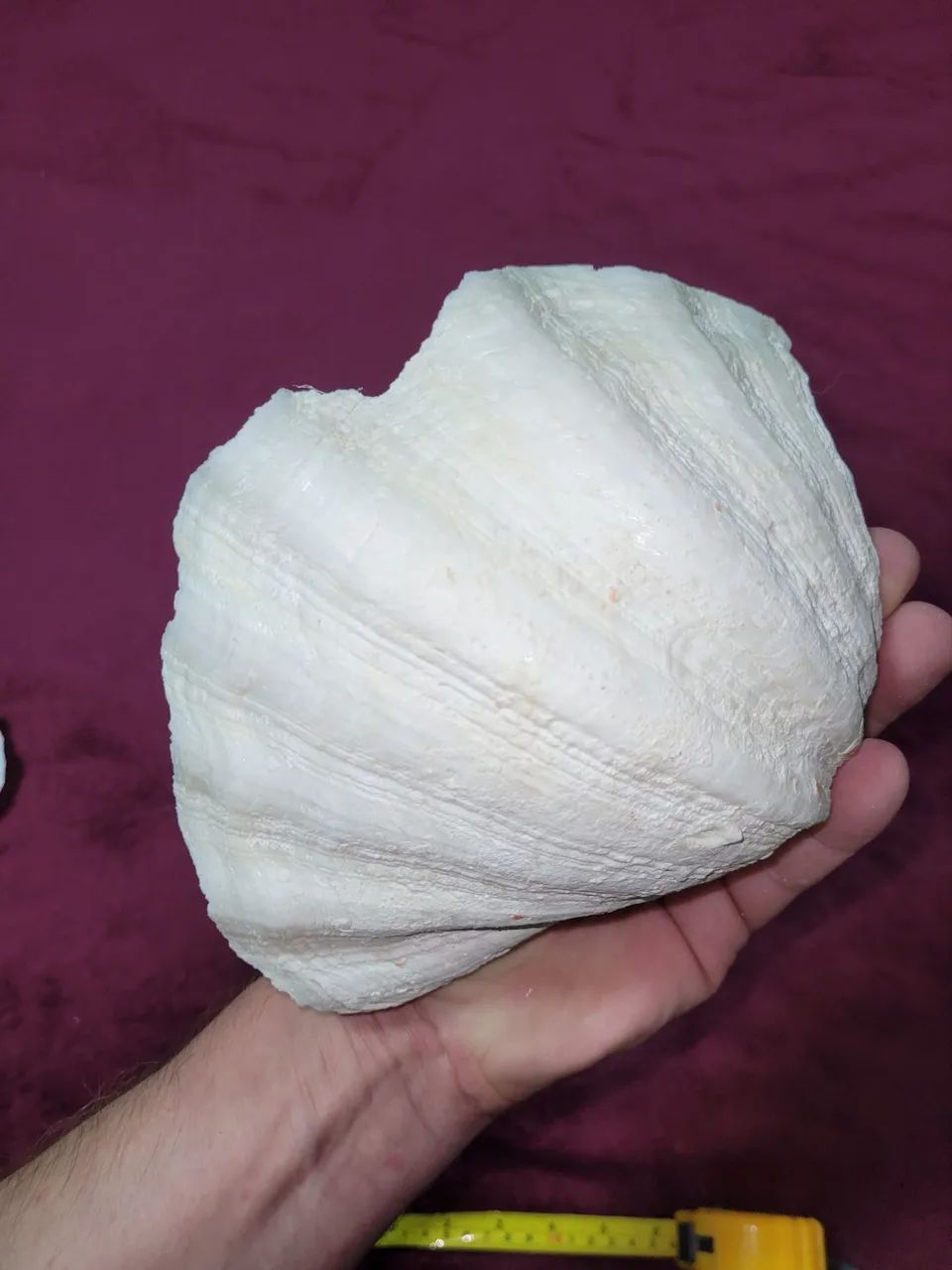 Conchas Hippopus hippopus grande com uma ponta quebrada - Foto 5