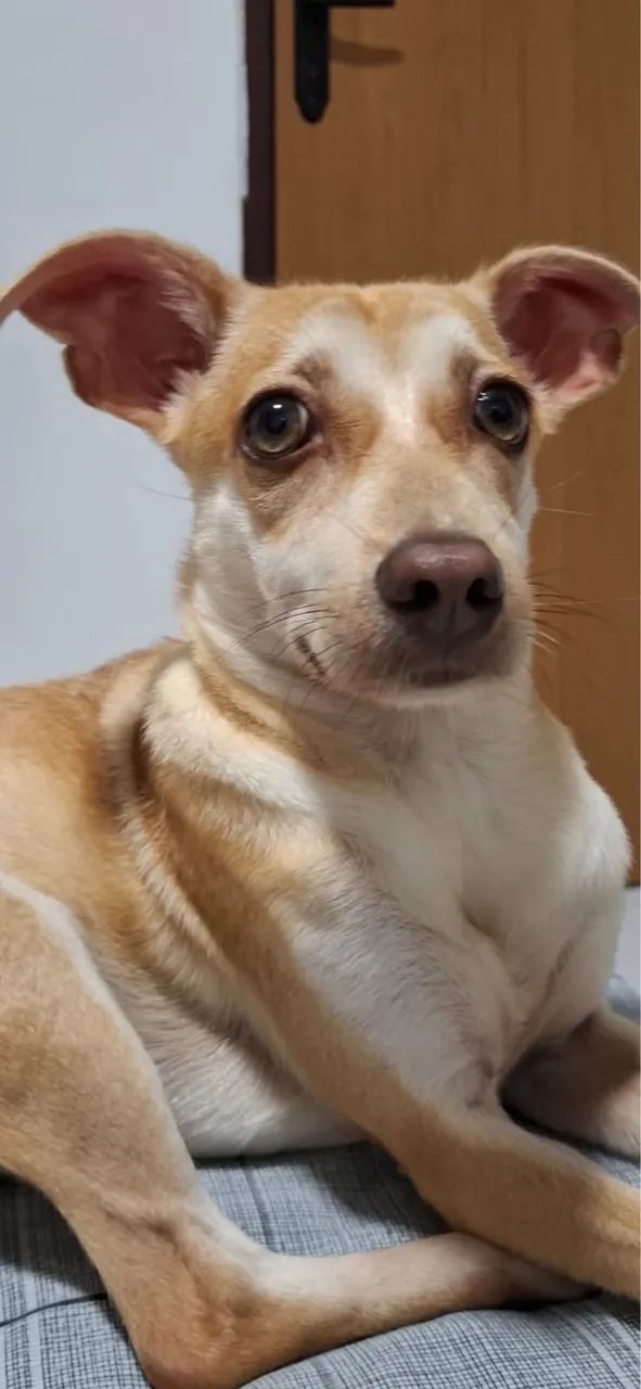 Cadela para adoção - Foto 2