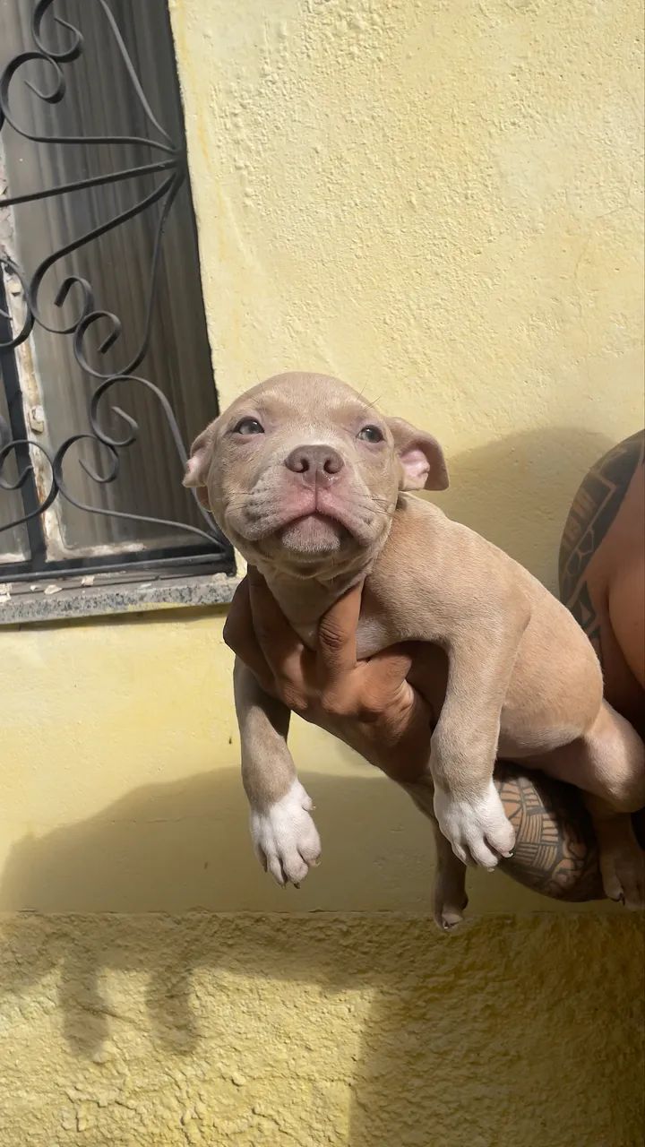 American Bully - Foto 5