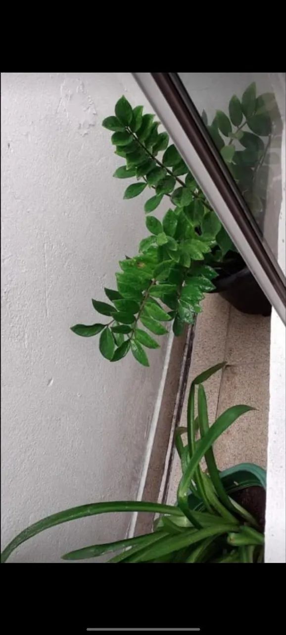 Vendo Casa , Abaixo do preço pra vender logo  - Foto 3