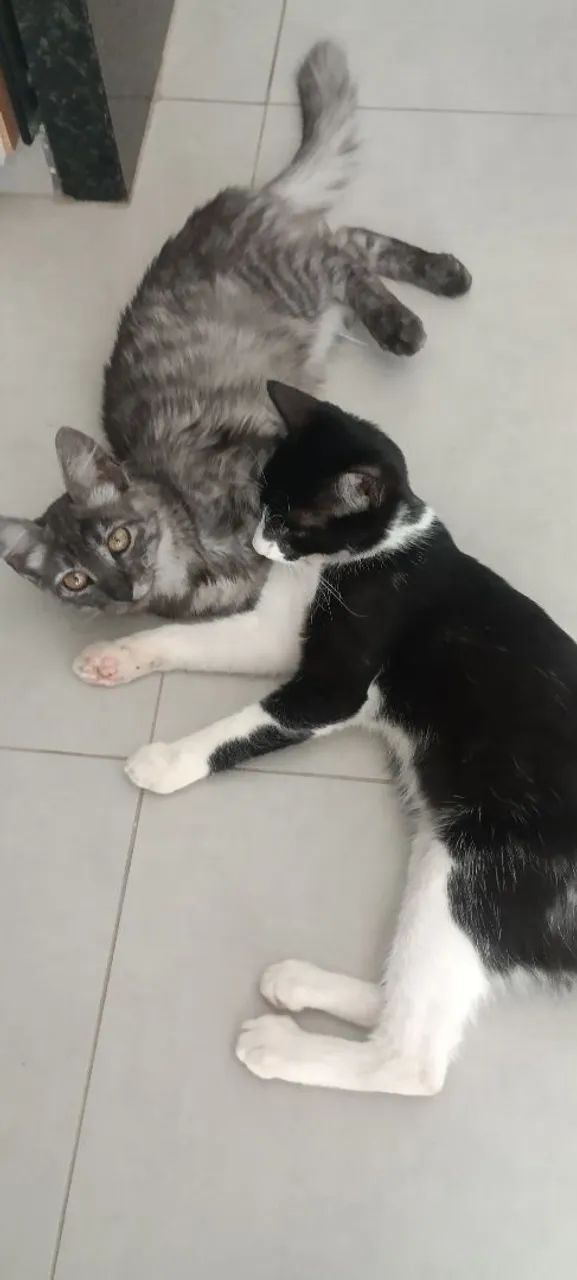 Doação responsável  - Foto 3
