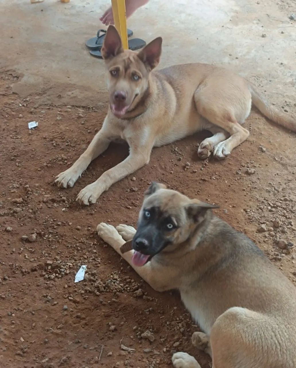 Perdidos - Zeus e Kiara  - Foto 2