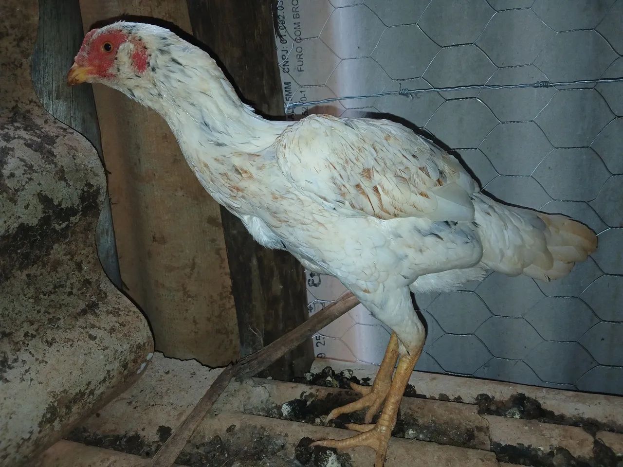 Galinha Mura barbuda - Foto 3