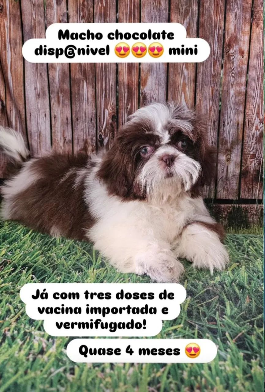 02 Shihtzu Macho Chocolate  - Foto 3