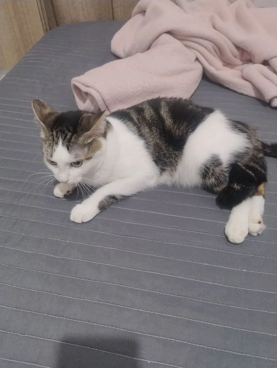 Gato doação  - Foto 2