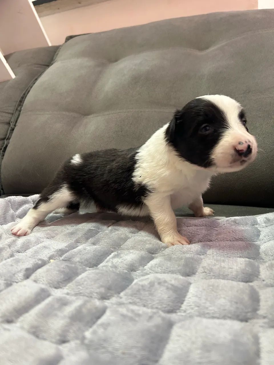 Border Collie - Foto 2