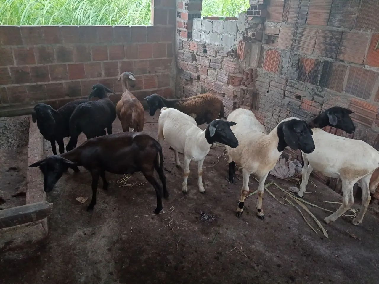 Vendo carneiro  - Foto 4