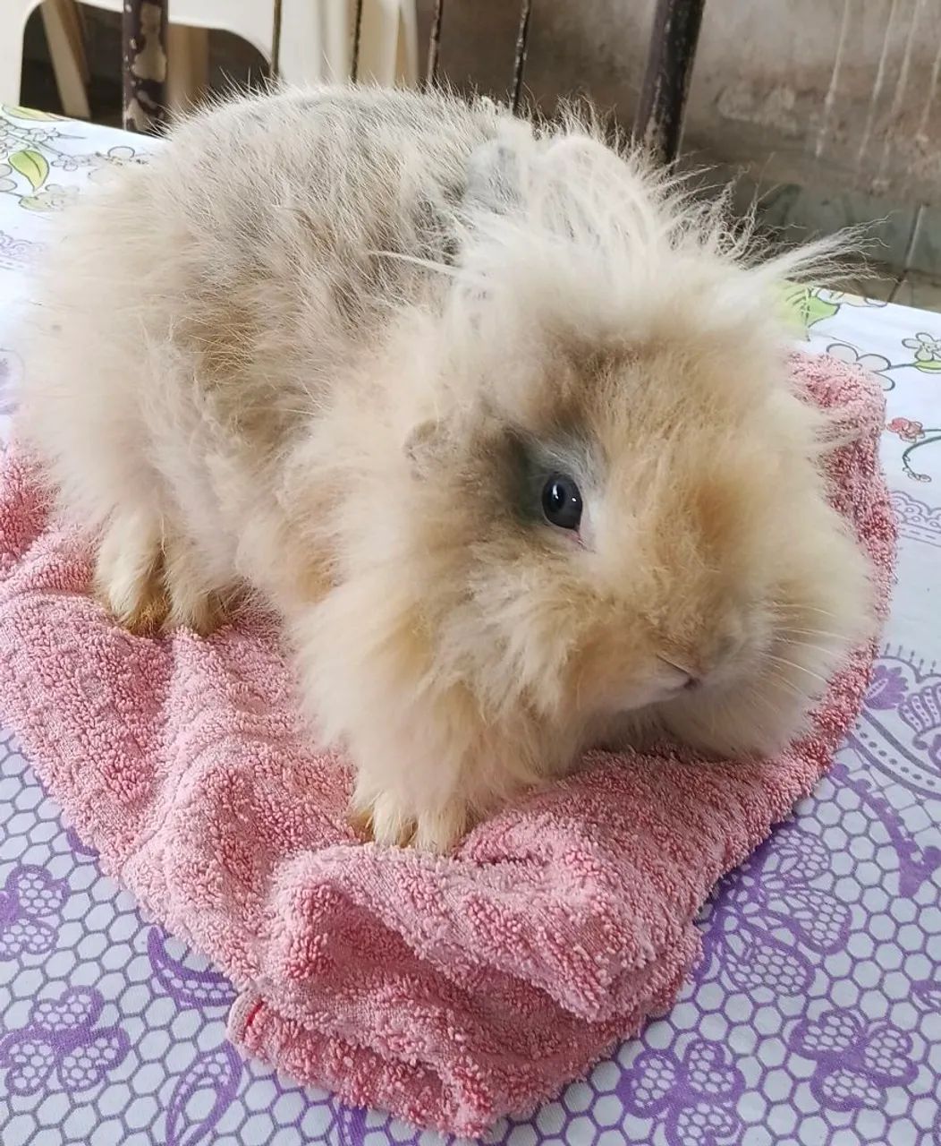 Venda de coelhos - Foto 2