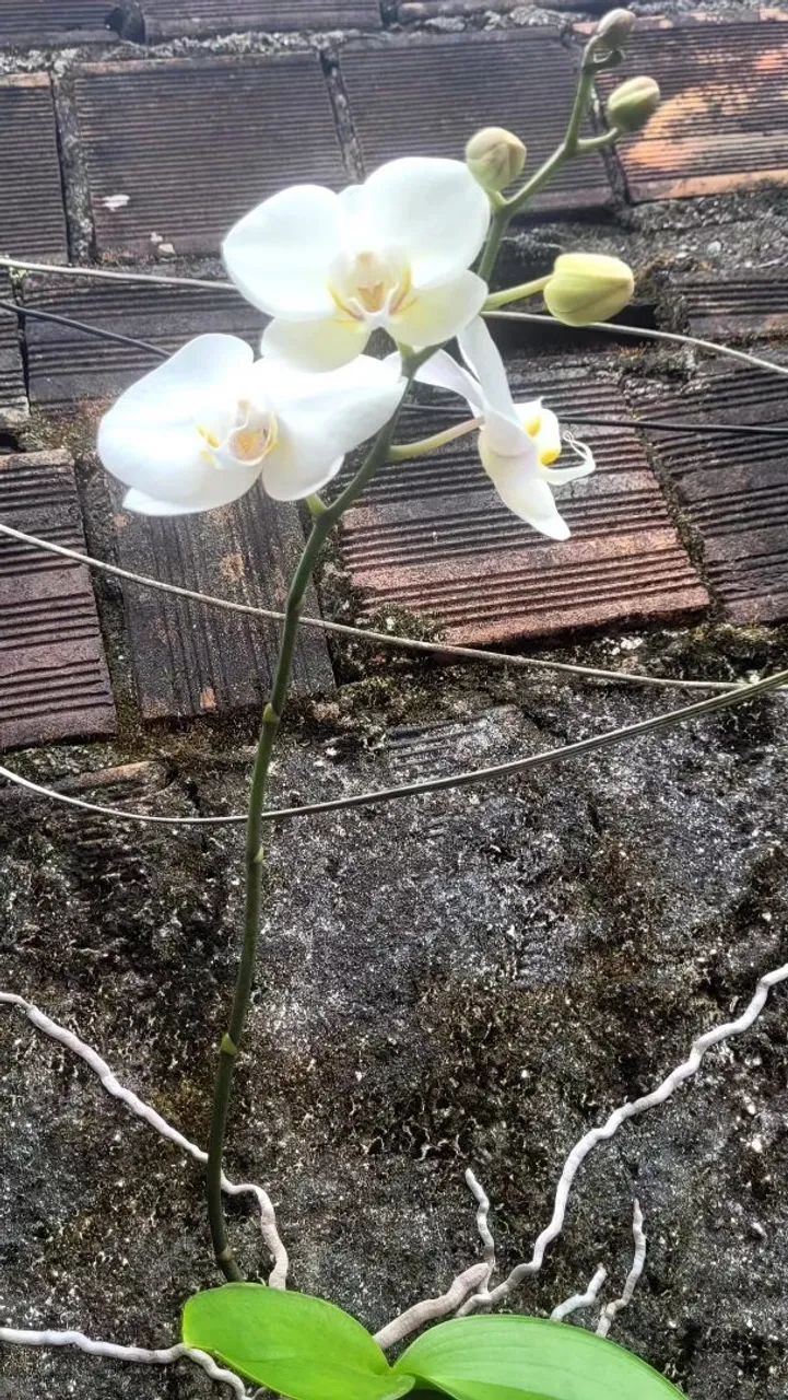 Lindas Orquídeas  - Foto 2