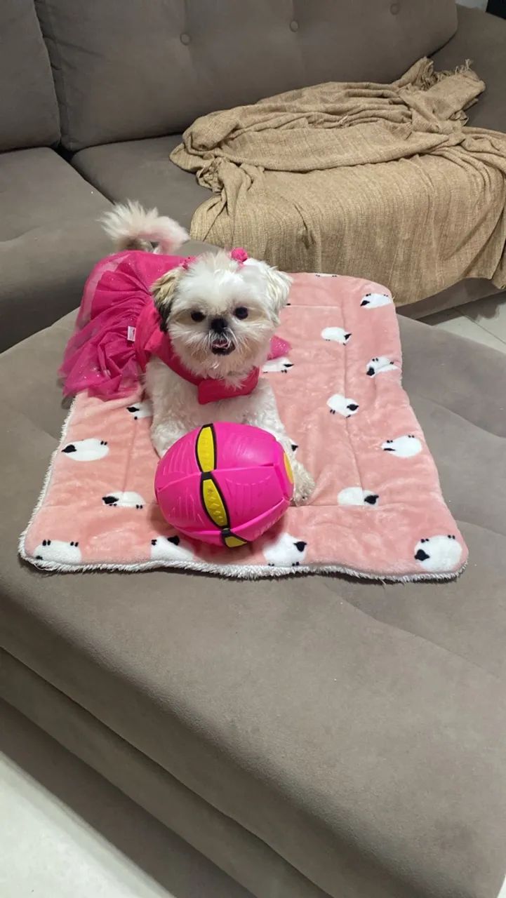 Cachorrinha preço 600 - Foto 2