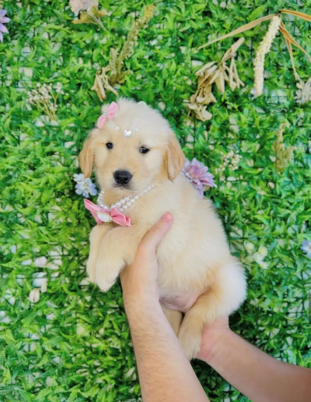 Golden retriever  - Foto 2