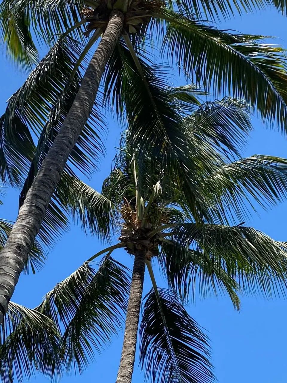 Pode e corte de árvores  - Foto 3
