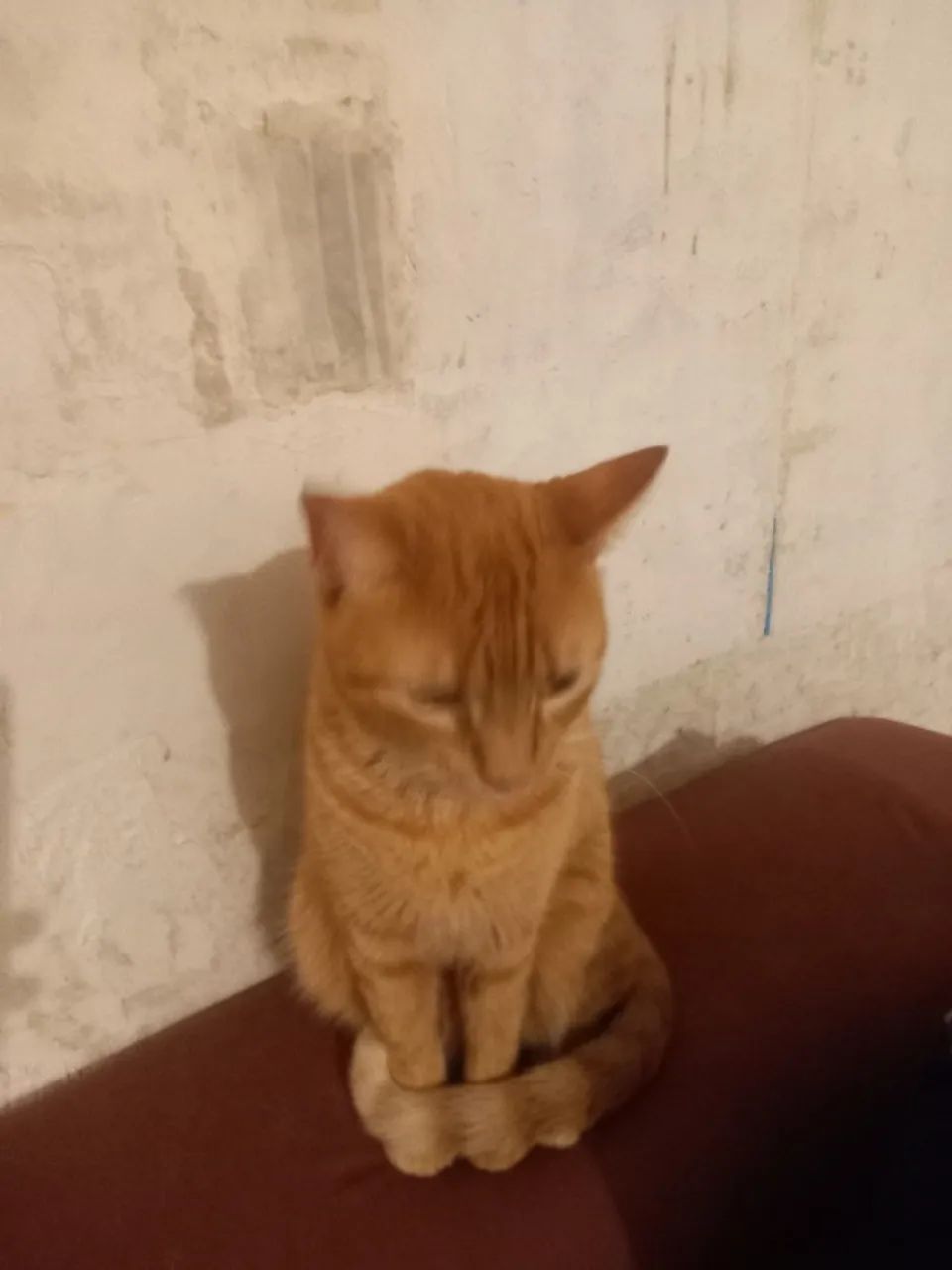 gata laranja dócil