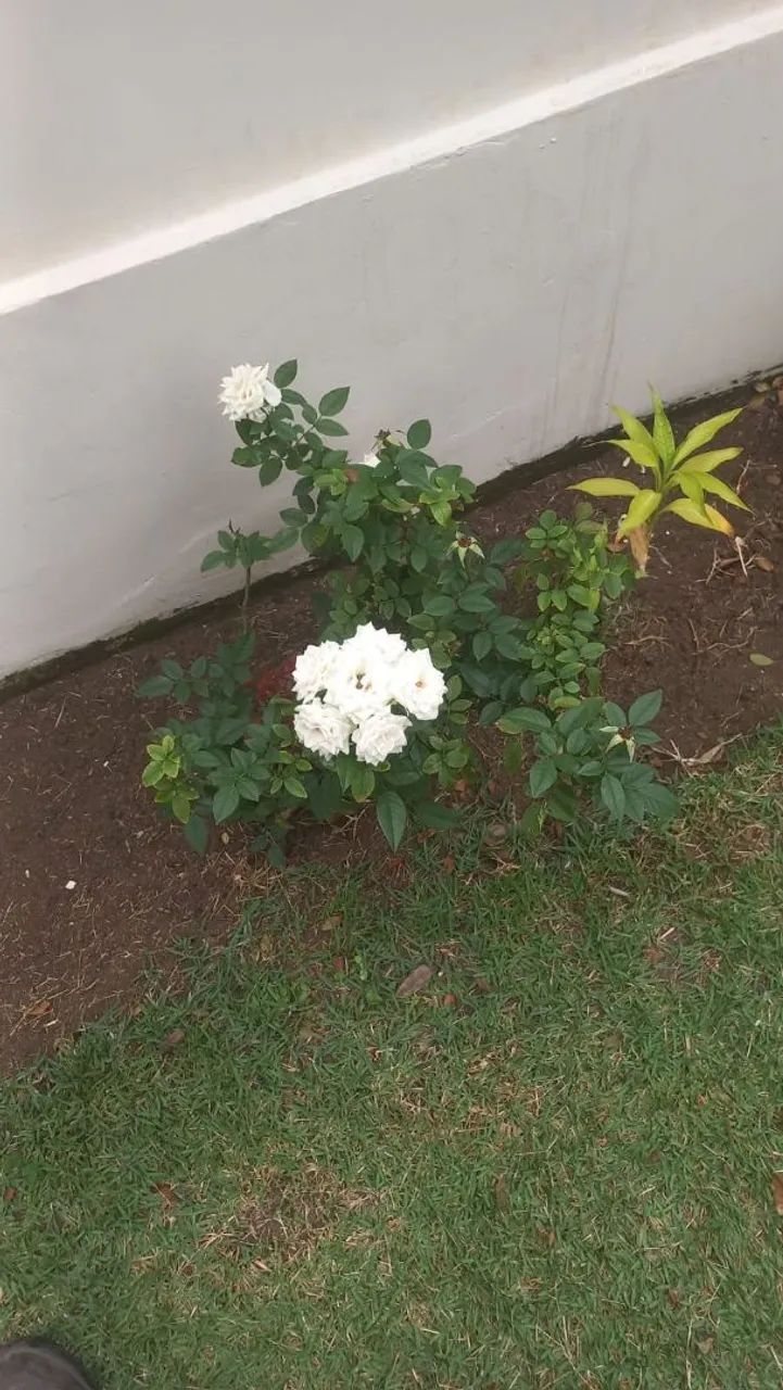 Jardineiro  - Foto 5