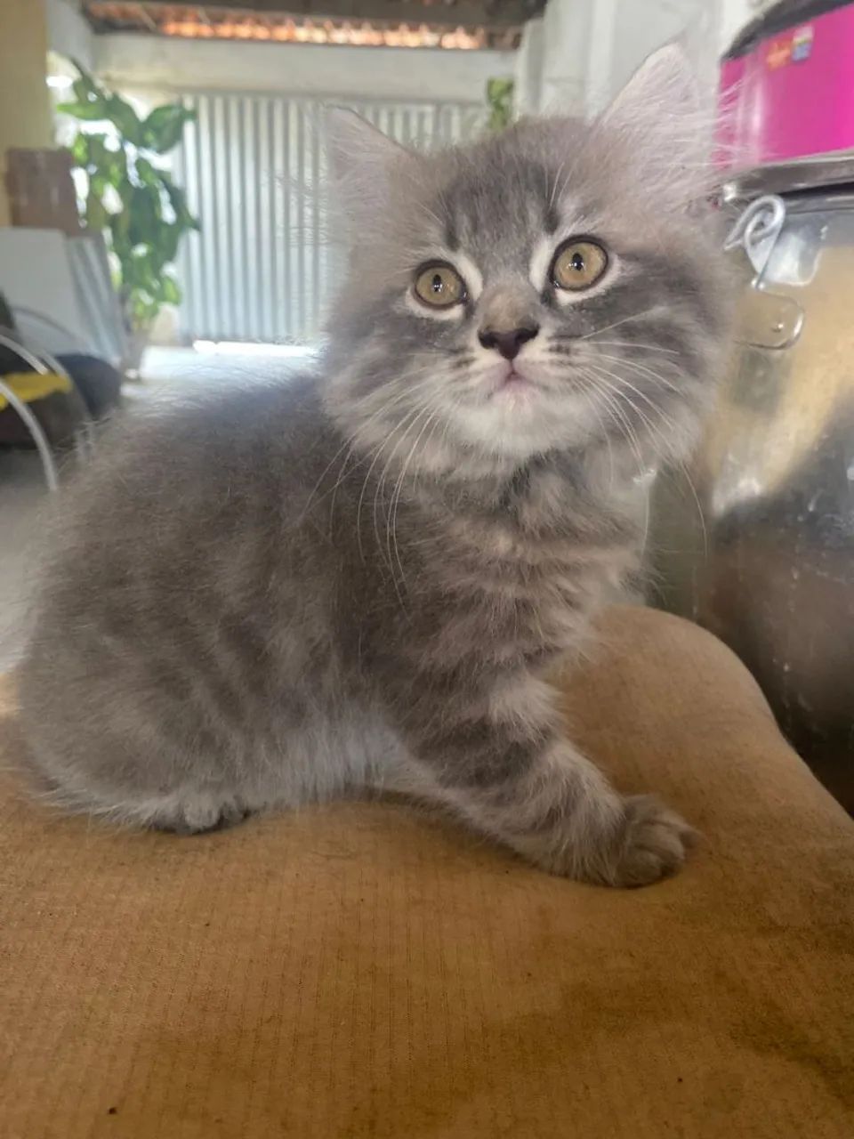 Gatinha persa - Foto 3