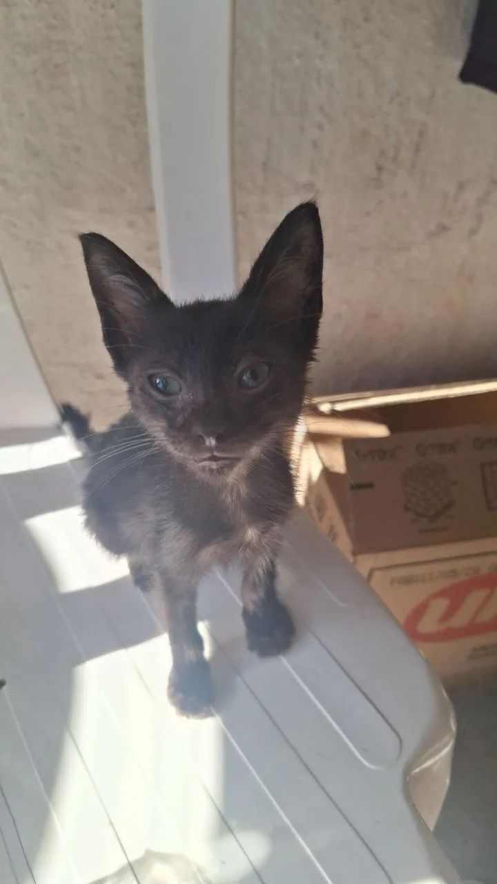 Gato filhote macho - Foto 3