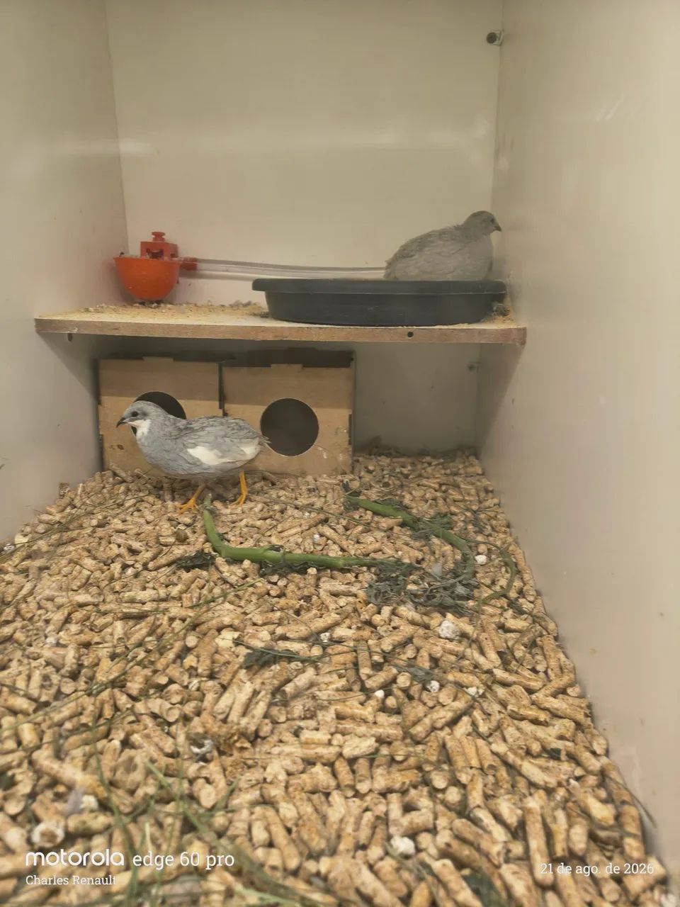 Ovos férteis codornas chinesas 