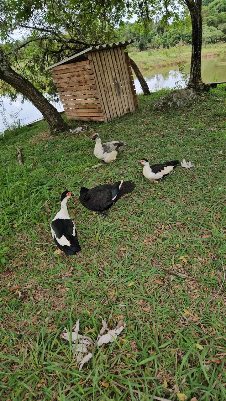 Pato abatido  - Foto 2
