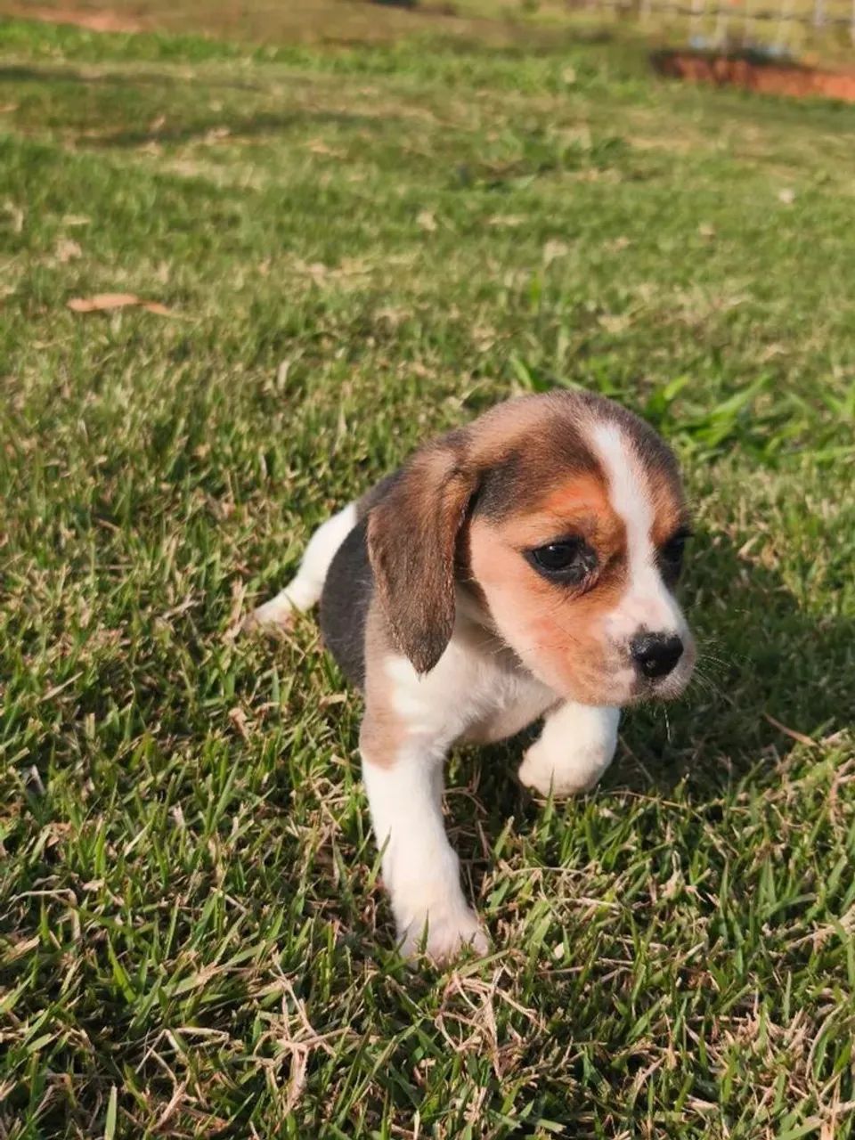 Beagle  O pet perfeito para completar sua casa