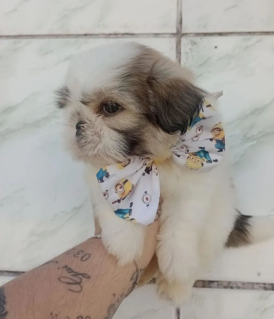 Shih Tzu Macho micro  - Foto 3