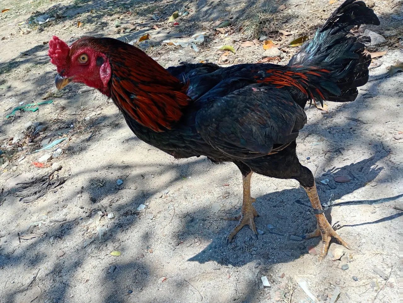 Frango de raça