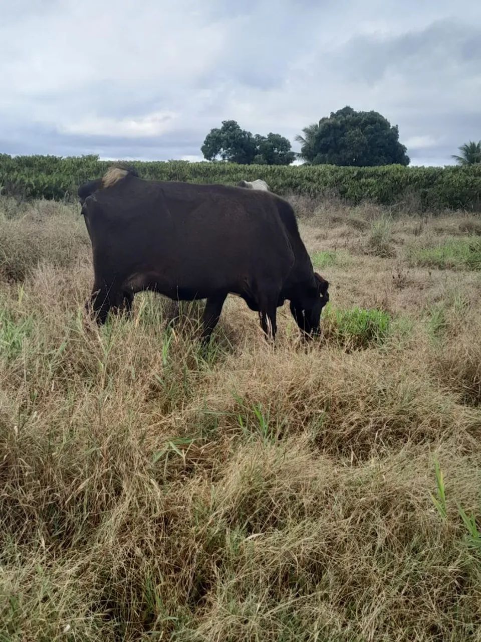 Vacas leiteiras à venda - Foto 6