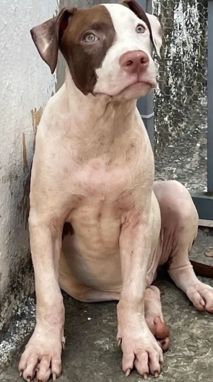 Pitbull  - Foto 3