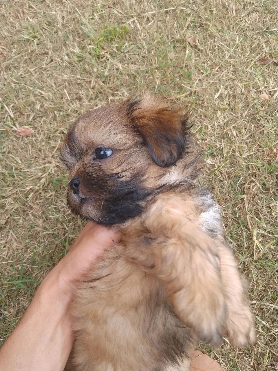 Vende um Shitzu macho 