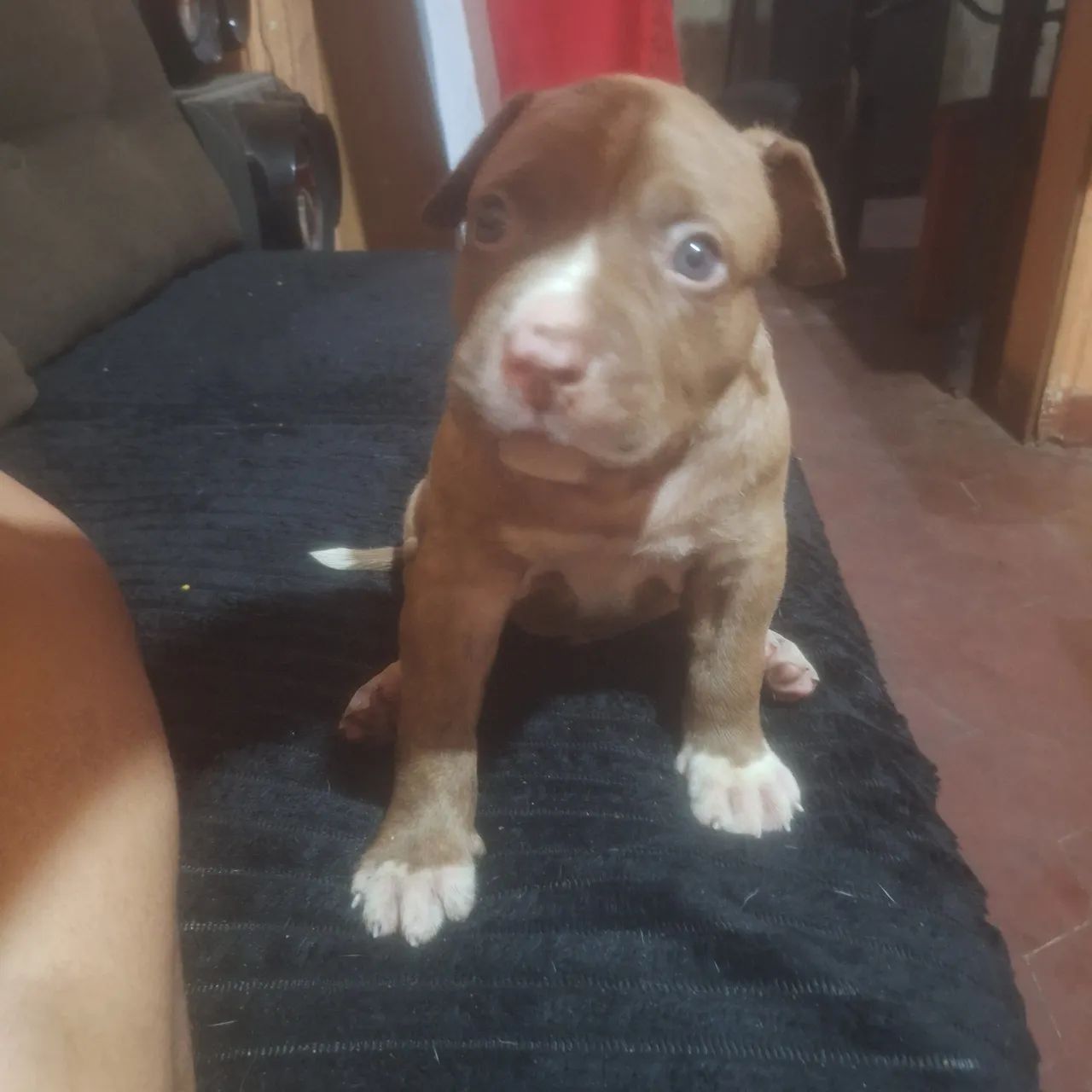 FILHOTES PITBULL  - Foto 2