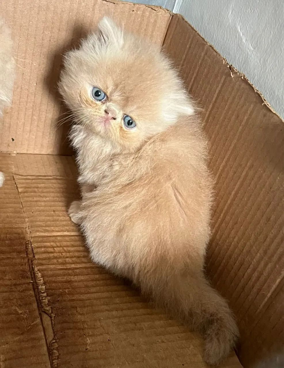 Persa Amor e Carinho 
