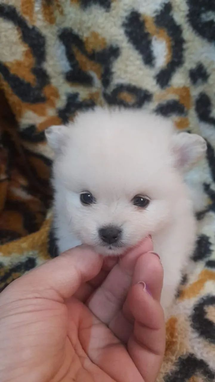 Spirz alemao anao filhote machos  - Foto 3